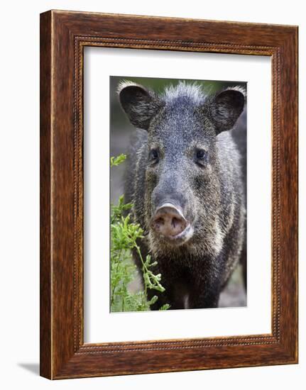 Collared Peccary (Pecari Tajacu) Laredo Borderlands, Texas, USA. April-Claudio Contreras-Framed Photographic Print