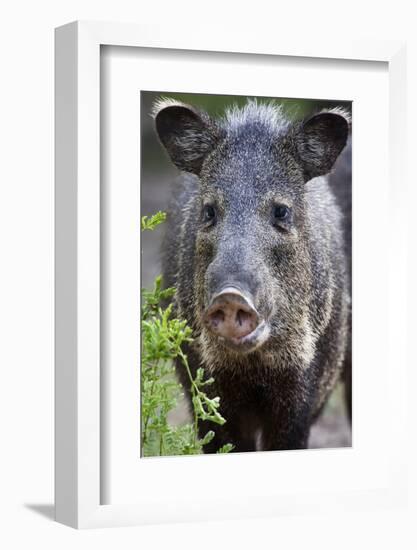 Collared Peccary (Pecari Tajacu) Laredo Borderlands, Texas, USA. April-Claudio Contreras-Framed Photographic Print