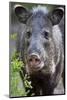 Collared Peccary (Pecari Tajacu) Laredo Borderlands, Texas, USA. April-Claudio Contreras-Mounted Photographic Print