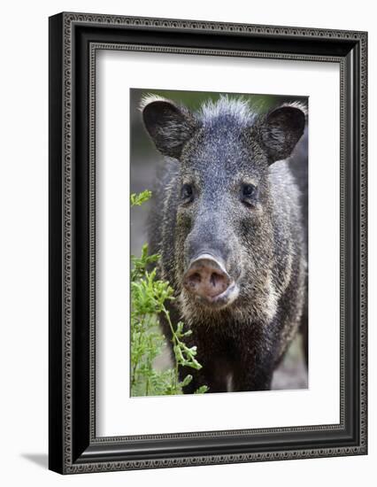 Collared Peccary (Pecari Tajacu) Laredo Borderlands, Texas, USA. April-Claudio Contreras-Framed Photographic Print