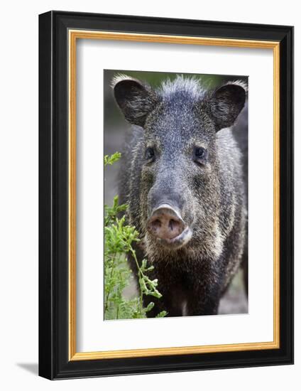 Collared Peccary (Pecari Tajacu) Laredo Borderlands, Texas, USA. April-Claudio Contreras-Framed Photographic Print