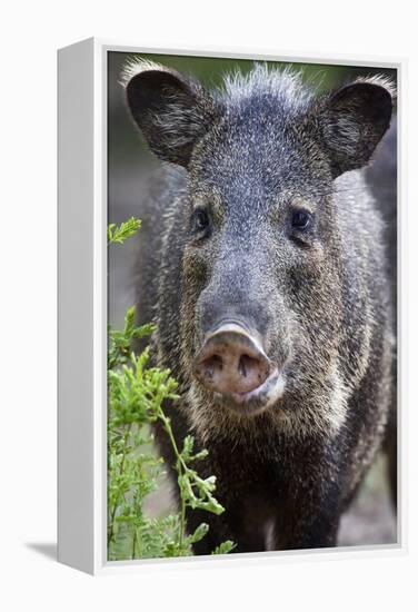 Collared Peccary (Pecari Tajacu) Laredo Borderlands, Texas, USA. April-Claudio Contreras-Framed Premier Image Canvas