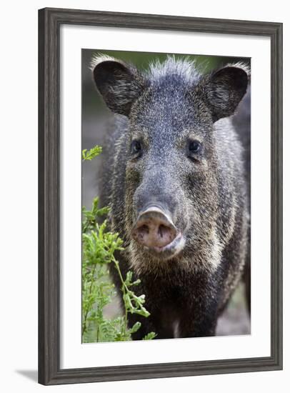 Collared Peccary (Pecari Tajacu) Laredo Borderlands, Texas, USA. April-Claudio Contreras-Framed Photographic Print