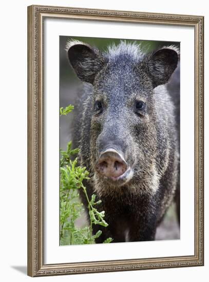 Collared Peccary (Pecari Tajacu) Laredo Borderlands, Texas, USA. April-Claudio Contreras-Framed Photographic Print