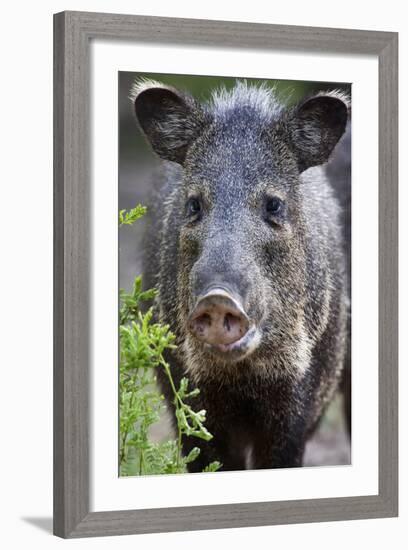 Collared Peccary (Pecari Tajacu) Laredo Borderlands, Texas, USA. April-Claudio Contreras-Framed Photographic Print