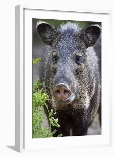 Collared Peccary (Pecari Tajacu) Laredo Borderlands, Texas, USA. April-Claudio Contreras-Framed Photographic Print