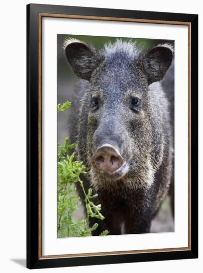 Collared Peccary (Pecari Tajacu) Laredo Borderlands, Texas, USA. April-Claudio Contreras-Framed Photographic Print