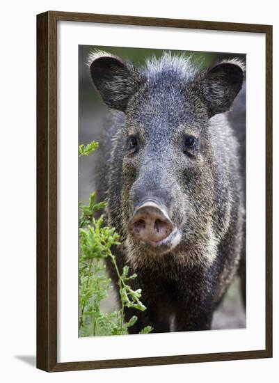 Collared Peccary (Pecari Tajacu) Laredo Borderlands, Texas, USA. April-Claudio Contreras-Framed Photographic Print