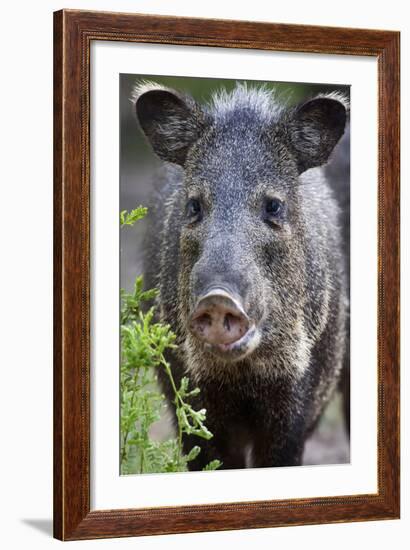 Collared Peccary (Pecari Tajacu) Laredo Borderlands, Texas, USA. April-Claudio Contreras-Framed Photographic Print