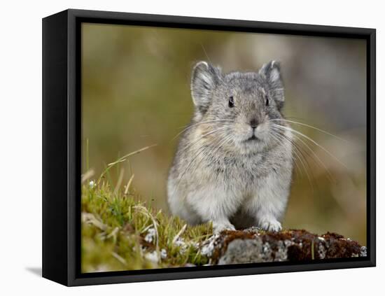 Collared Pika (Ochotona Collaris), Hatcher Pass, Alaska, United States of America, North America-James Hager-Framed Premier Image Canvas