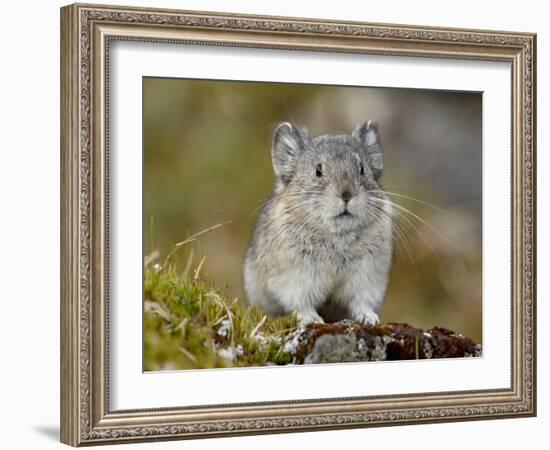 Collared Pika (Ochotona Collaris), Hatcher Pass, Alaska, United States of America, North America-James Hager-Framed Photographic Print