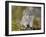 Collared Pika (Ochotona Collaris), Hatcher Pass, Alaska, United States of America, North America-James Hager-Framed Photographic Print