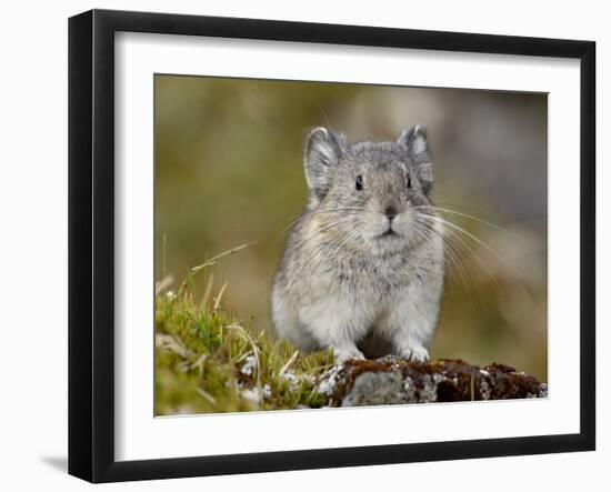 Collared Pika (Ochotona Collaris), Hatcher Pass, Alaska, United States of America, North America-James Hager-Framed Photographic Print