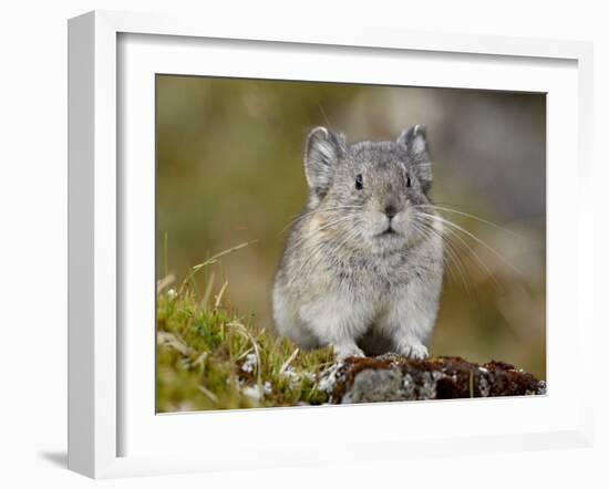 Collared Pika (Ochotona Collaris), Hatcher Pass, Alaska, United States of America, North America-James Hager-Framed Photographic Print