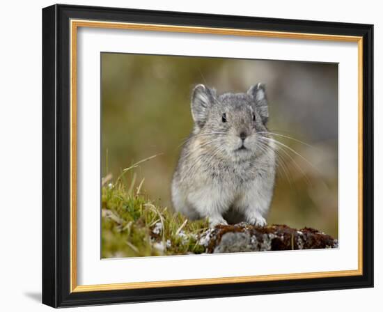 Collared Pika (Ochotona Collaris), Hatcher Pass, Alaska, United States of America, North America-James Hager-Framed Photographic Print