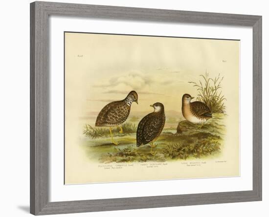 Collared Plainwanderer or Plains Wanderer, 1891-Gracius Broinowski-Framed Giclee Print