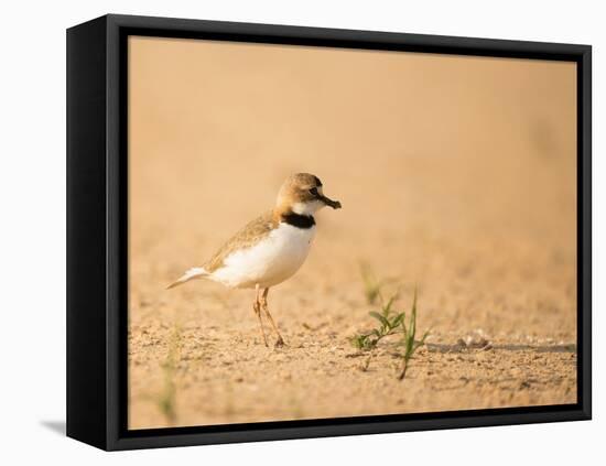 Collared Plover-Joe McDonald-Framed Premier Image Canvas