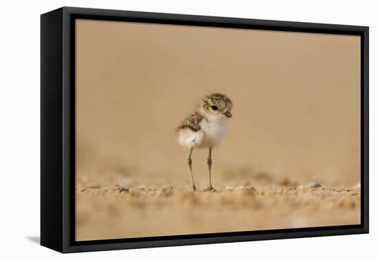 Collared Plover-Joe McDonald-Framed Premier Image Canvas