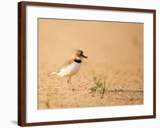 Collared Plover-Joe McDonald-Framed Photographic Print