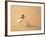 Collared Plover-Joe McDonald-Framed Photographic Print