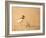 Collared Plover-Joe McDonald-Framed Photographic Print