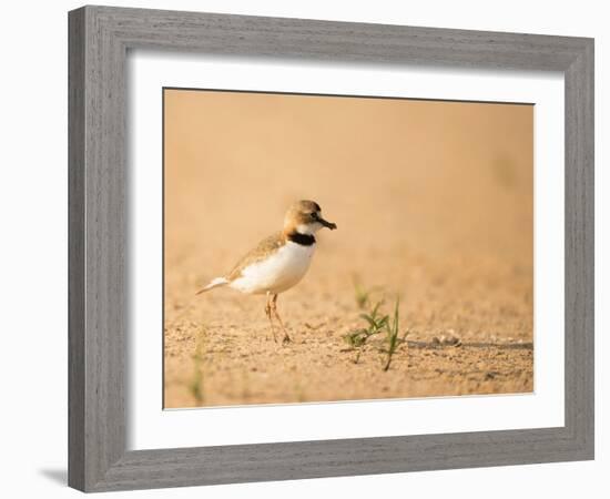 Collared Plover-Joe McDonald-Framed Photographic Print