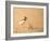 Collared Plover-Joe McDonald-Framed Photographic Print