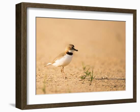 Collared Plover-Joe McDonald-Framed Photographic Print