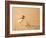 Collared Plover-Joe McDonald-Framed Photographic Print