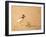 Collared Plover-Joe McDonald-Framed Photographic Print