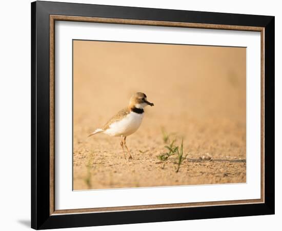 Collared Plover-Joe McDonald-Framed Photographic Print