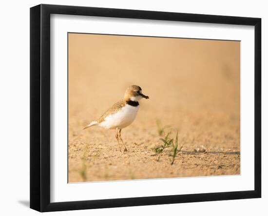 Collared Plover-Joe McDonald-Framed Photographic Print