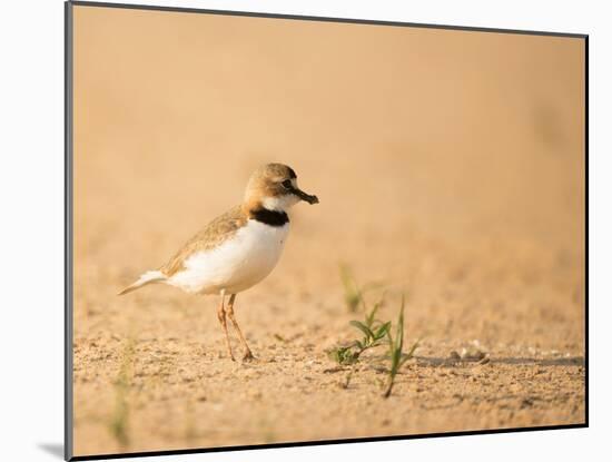 Collared Plover-Joe McDonald-Mounted Photographic Print