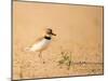 Collared Plover-Joe McDonald-Mounted Photographic Print