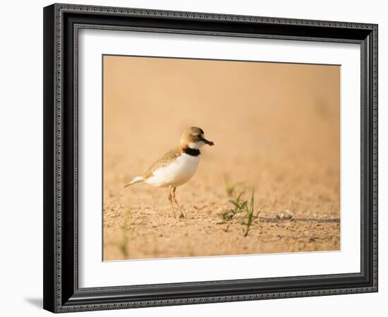 Collared Plover-Joe McDonald-Framed Photographic Print