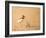 Collared Plover-Joe McDonald-Framed Photographic Print