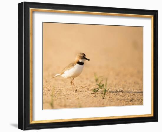 Collared Plover-Joe McDonald-Framed Photographic Print