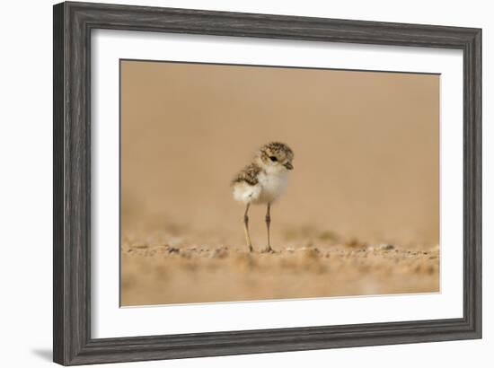 Collared Plover-Joe McDonald-Framed Photographic Print