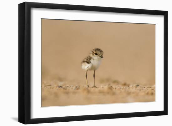 Collared Plover-Joe McDonald-Framed Photographic Print