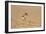 Collared Plover-Joe McDonald-Framed Photographic Print