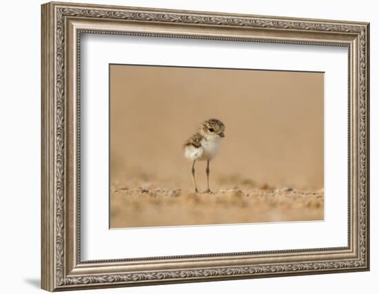 Collared Plover-Joe McDonald-Framed Photographic Print