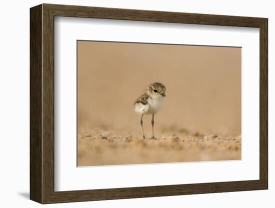 Collared Plover-Joe McDonald-Framed Photographic Print