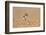 Collared Plover-Joe McDonald-Framed Photographic Print