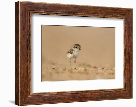 Collared Plover-Joe McDonald-Framed Photographic Print