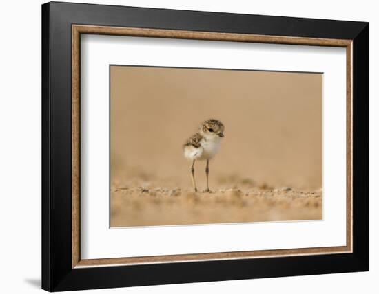 Collared Plover-Joe McDonald-Framed Photographic Print