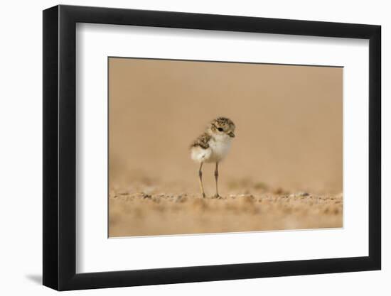 Collared Plover-Joe McDonald-Framed Photographic Print