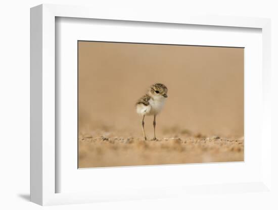 Collared Plover-Joe McDonald-Framed Photographic Print