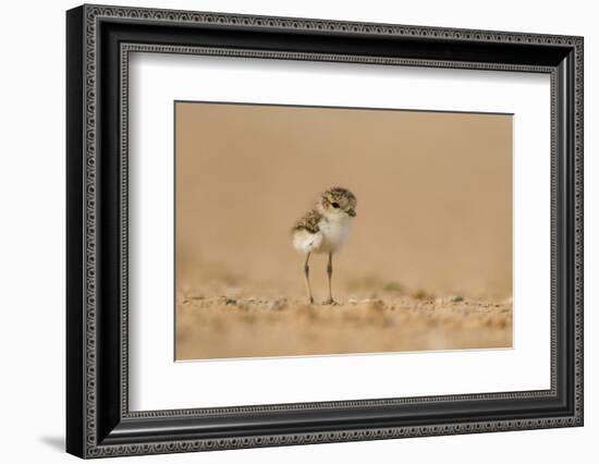 Collared Plover-Joe McDonald-Framed Photographic Print