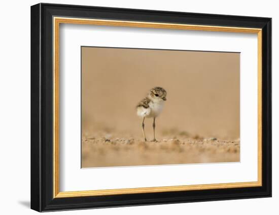 Collared Plover-Joe McDonald-Framed Photographic Print