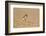 Collared Plover-Joe McDonald-Framed Photographic Print